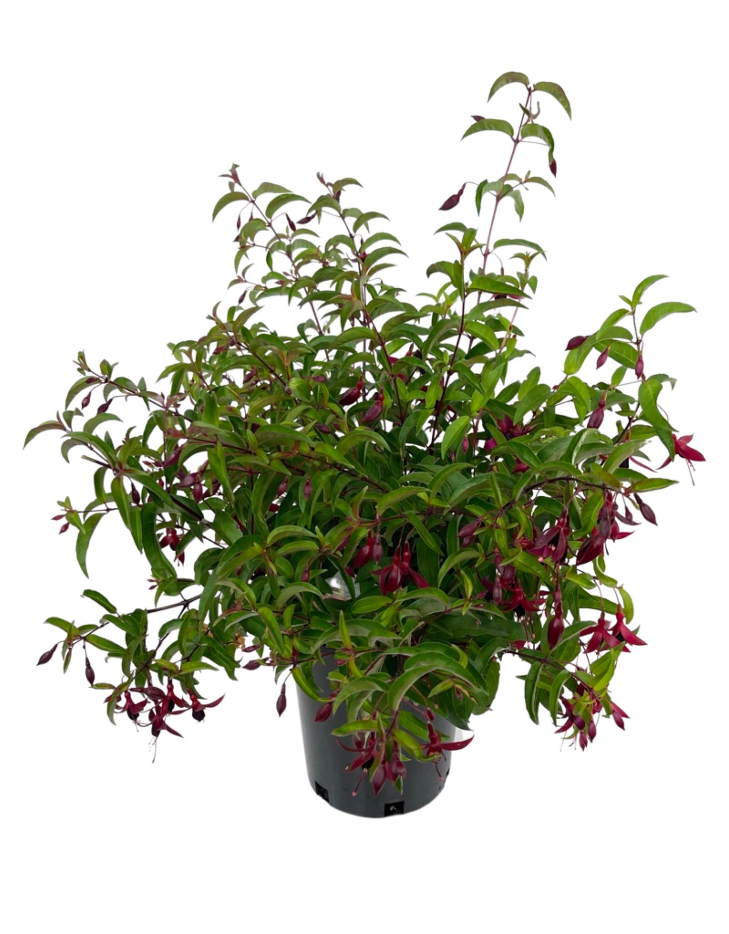 Fuchsia 'Dying Embers' 1 Gallon