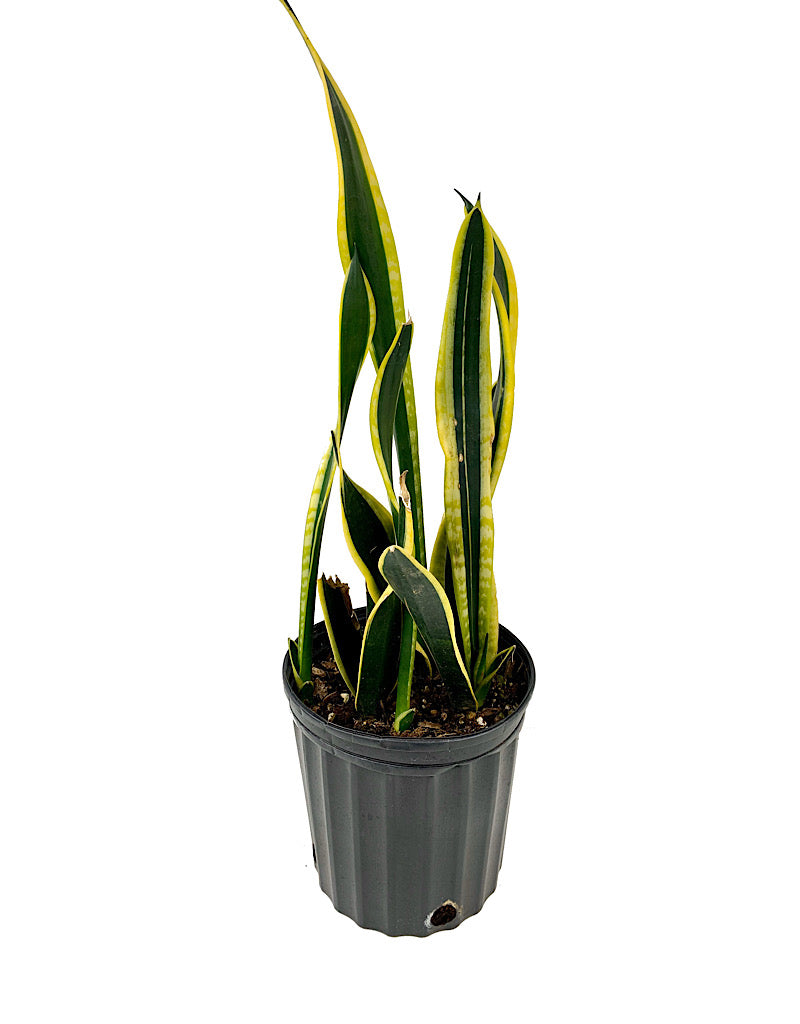 Sansevieria 'Variegated'