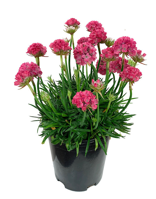 Armeria pseudarmeria 'Dreamland' 1 Gallon