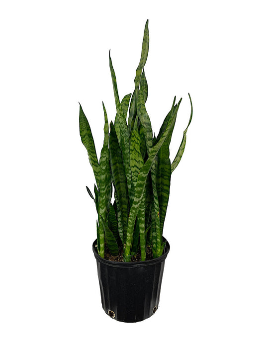 Sansevieria 'Black Coral' 10 Inch