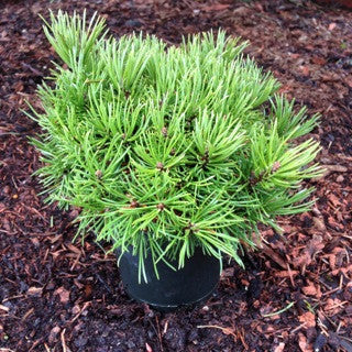 Pinus mugo 'Mops' 4 Inch