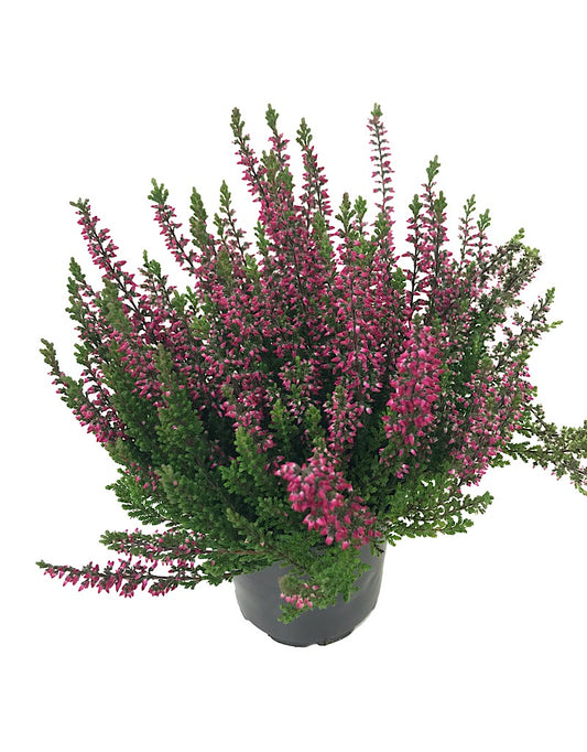 Calluna vulgaris 'Selly' - 4 inch