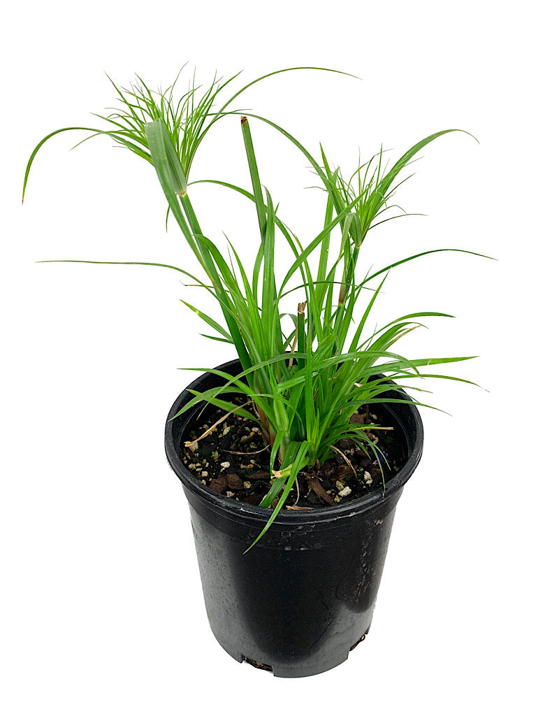 Cyperus papyrus