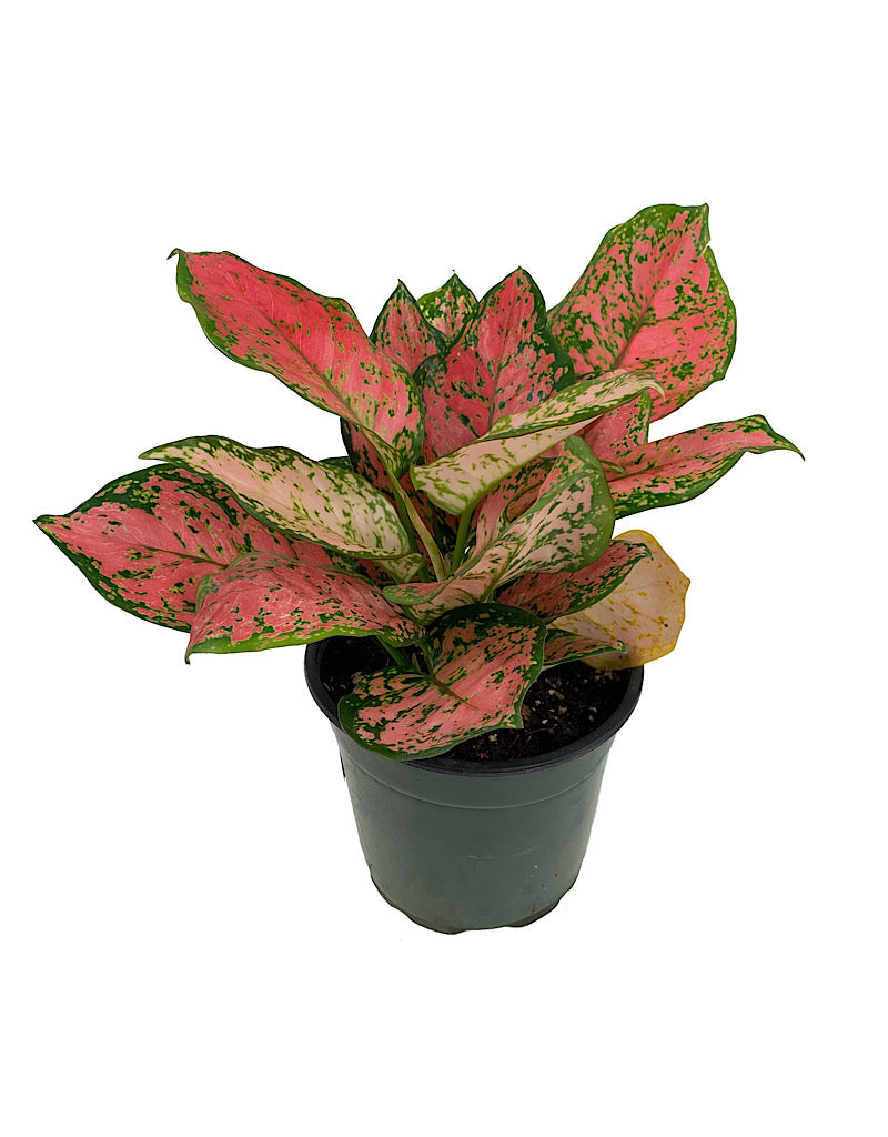 Aglaonema commutatum  €˜Red Valentine  6 Inch