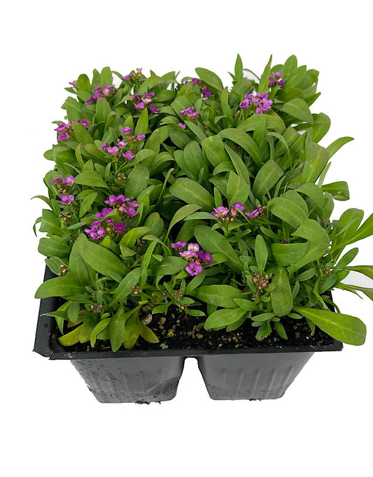 Alyssum 'Easter Bonnet Deep Pink' Jumbo Traypack