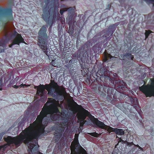 Coleus 'Dark Star' 4 inch