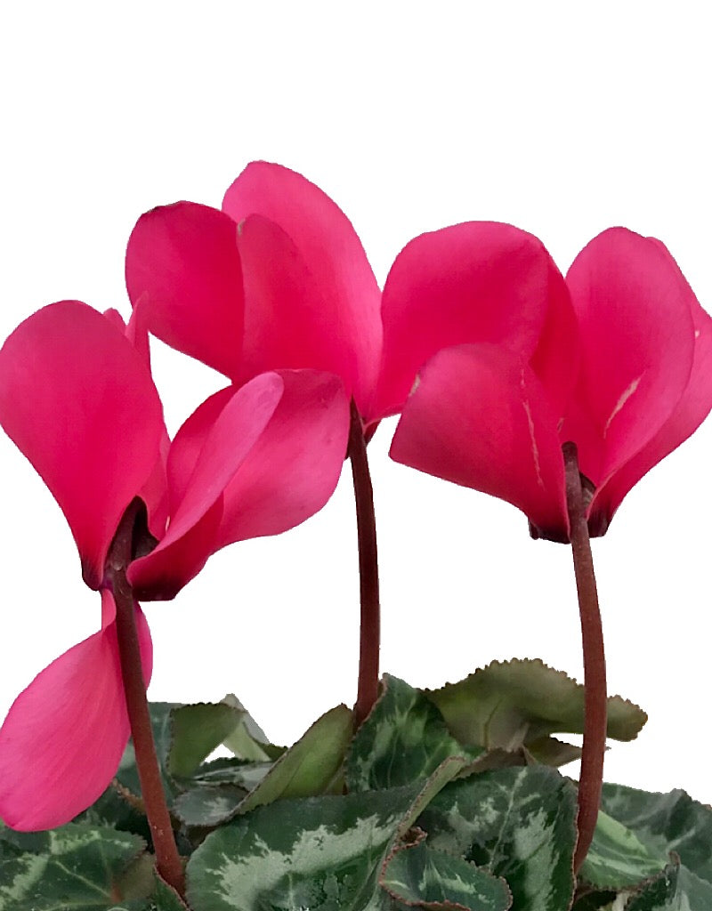 Cyclamen 'Laser Synchro Salmon'  4 inch