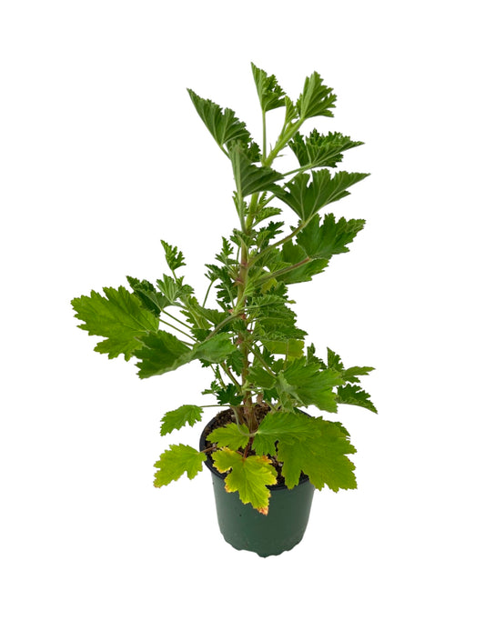 Pelargonium citronella 4 Inch