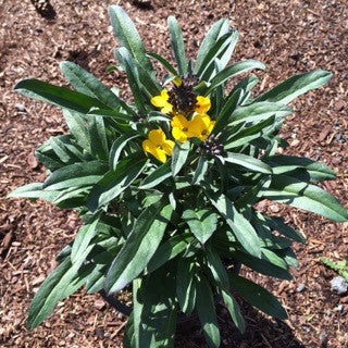 Erysimum 'Fragrant Sunshine' 1 Gallon