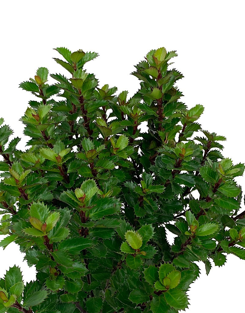 Ilex x 'Scallywag' 1 Gallon