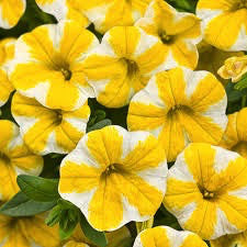 Calibrachoa 'Lemon Slice' 4 Inch