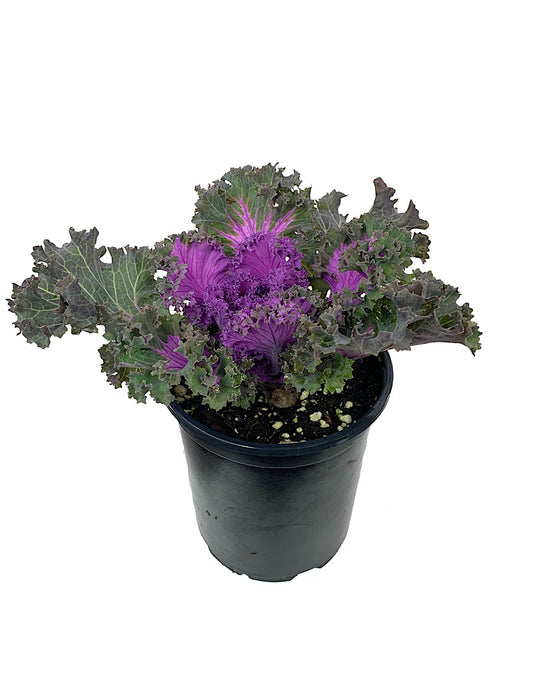 Kale 'Nagoya Rose' Quart