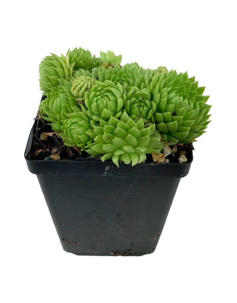 Sempervivum 'Chick Charms Key Lime Kiss'