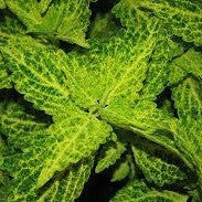 Coleus 'River Walk' 4 Inch