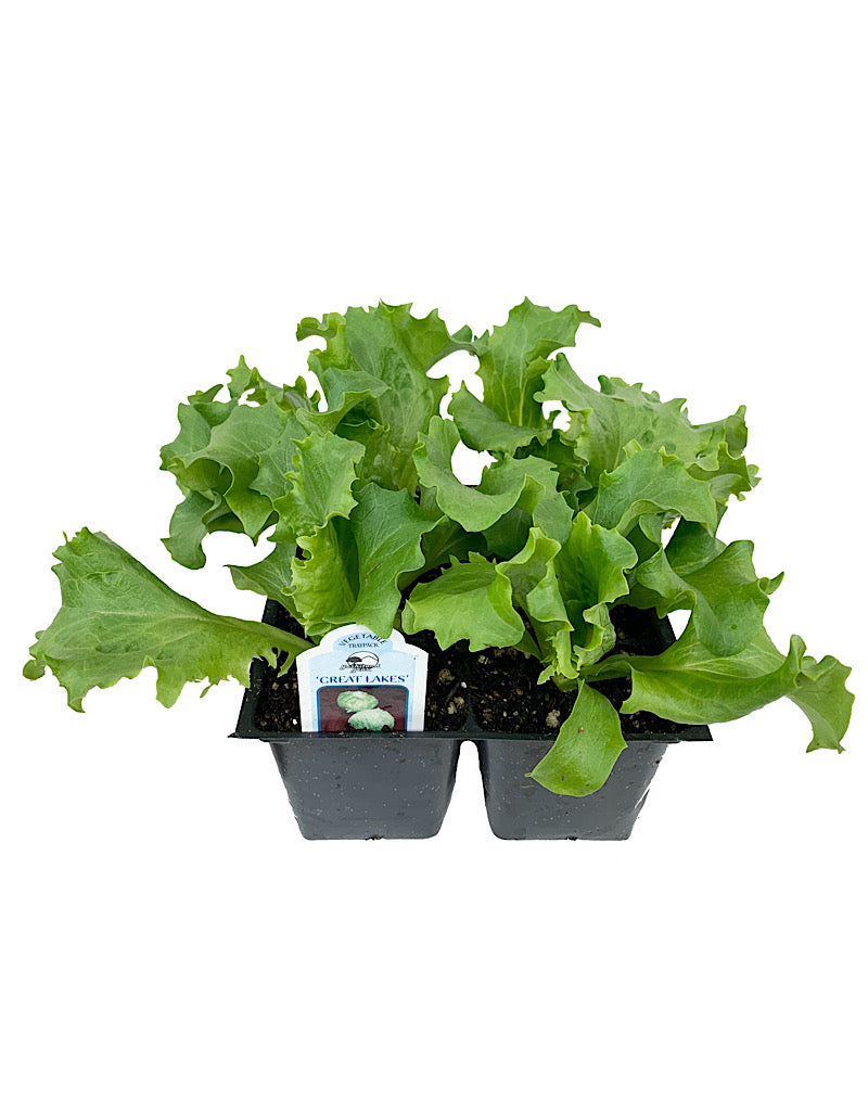 Lettuce 'Great Lakes Iceberg'  Traypack