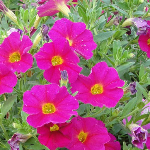 Calibrachoa 'Callie Rose' 4 Inch