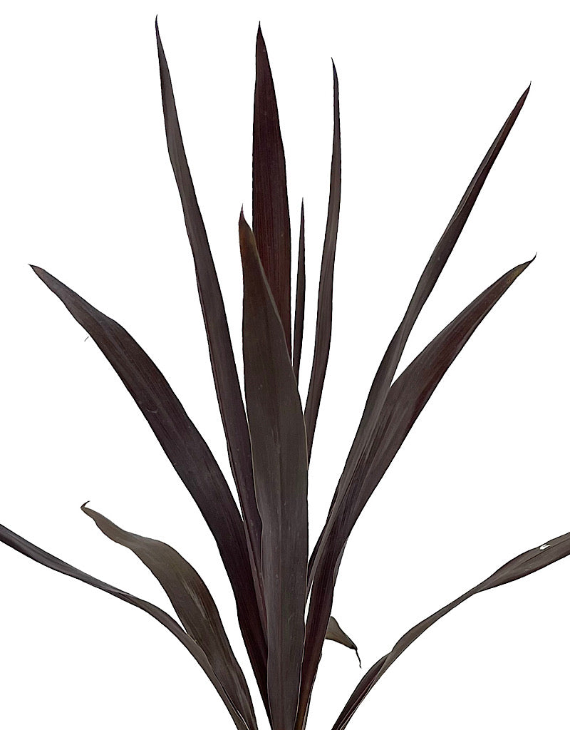 Cordyline obtecta 'Superstar' 1 Gallon