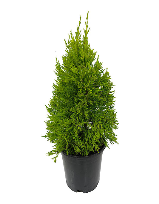 Cupressus macrocarpa 'Donard Gold' 1 Gallon