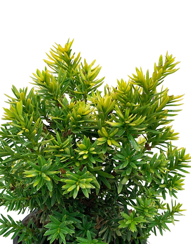 Taxus cuspidata 'Nana Aurescens' 4 Inch