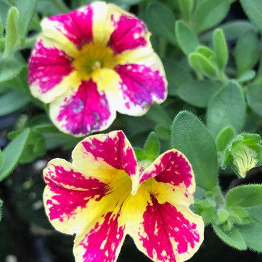 Calibrachoa 'Holy Moly' 4 Inch