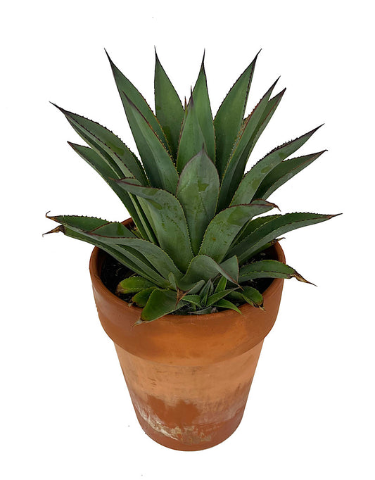 Agave ocahui x attenuata 'Fountain Surprise' 1 Gallon