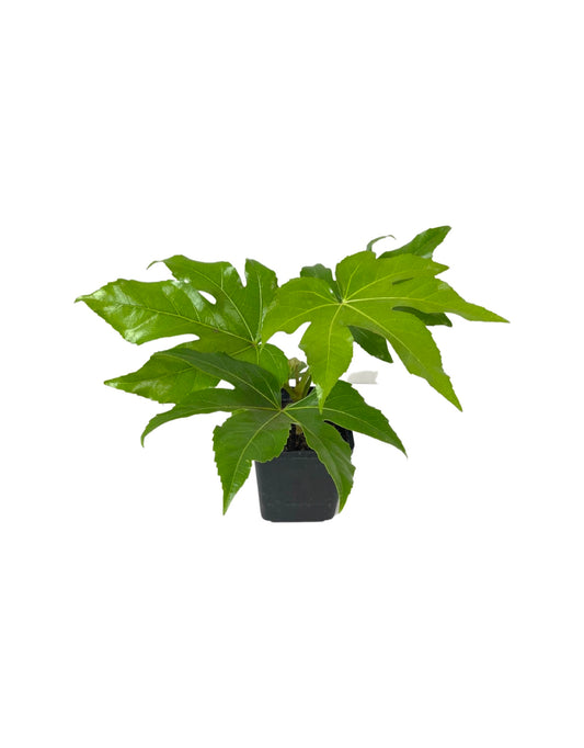 Fatsia japonica