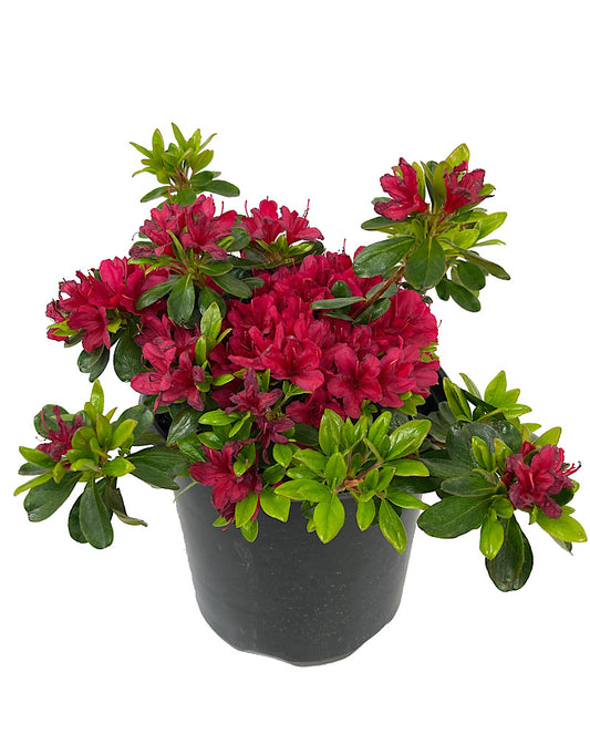 Azalea 'Hino Crimson' 1 Gallon