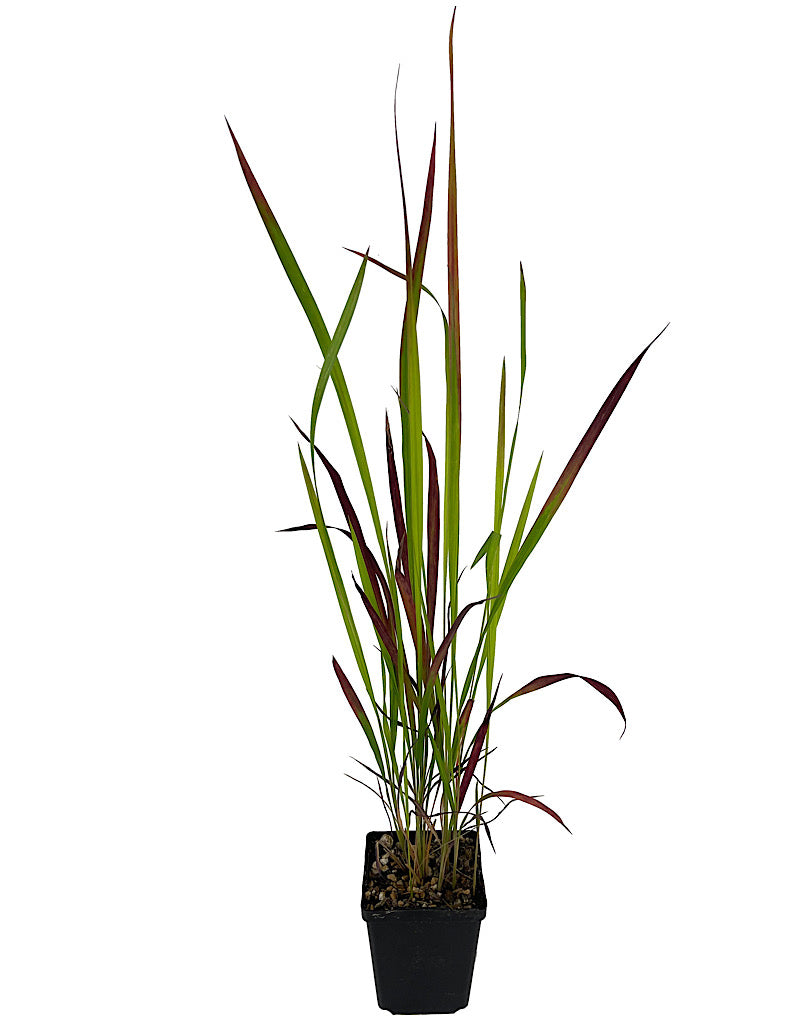 Imperata cylindrica 'Red Baron' 4 Inch