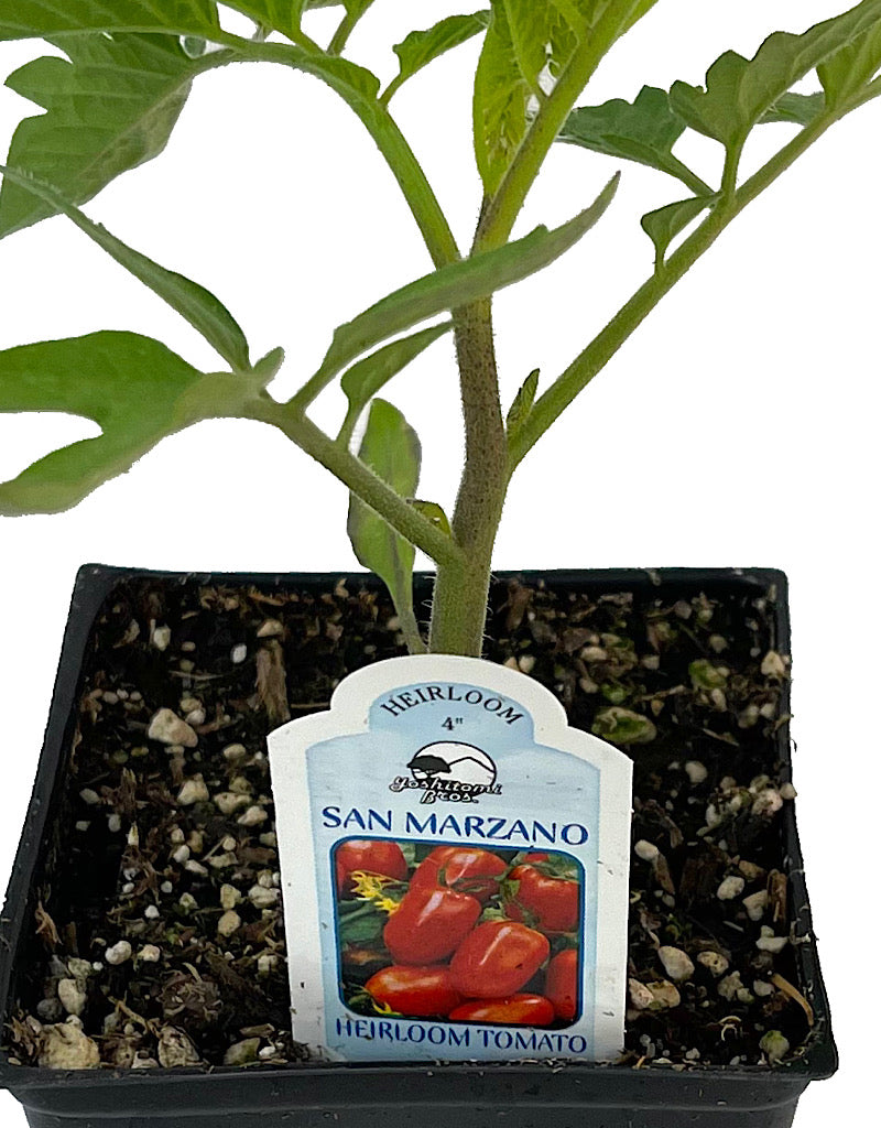 Tomato 'San Marzano' 4 Inch