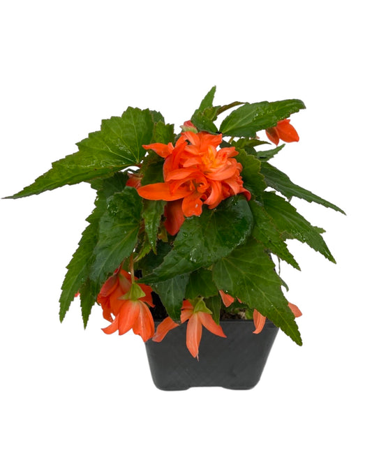 Begonia 'Mistral Double Orange' 4 Inch