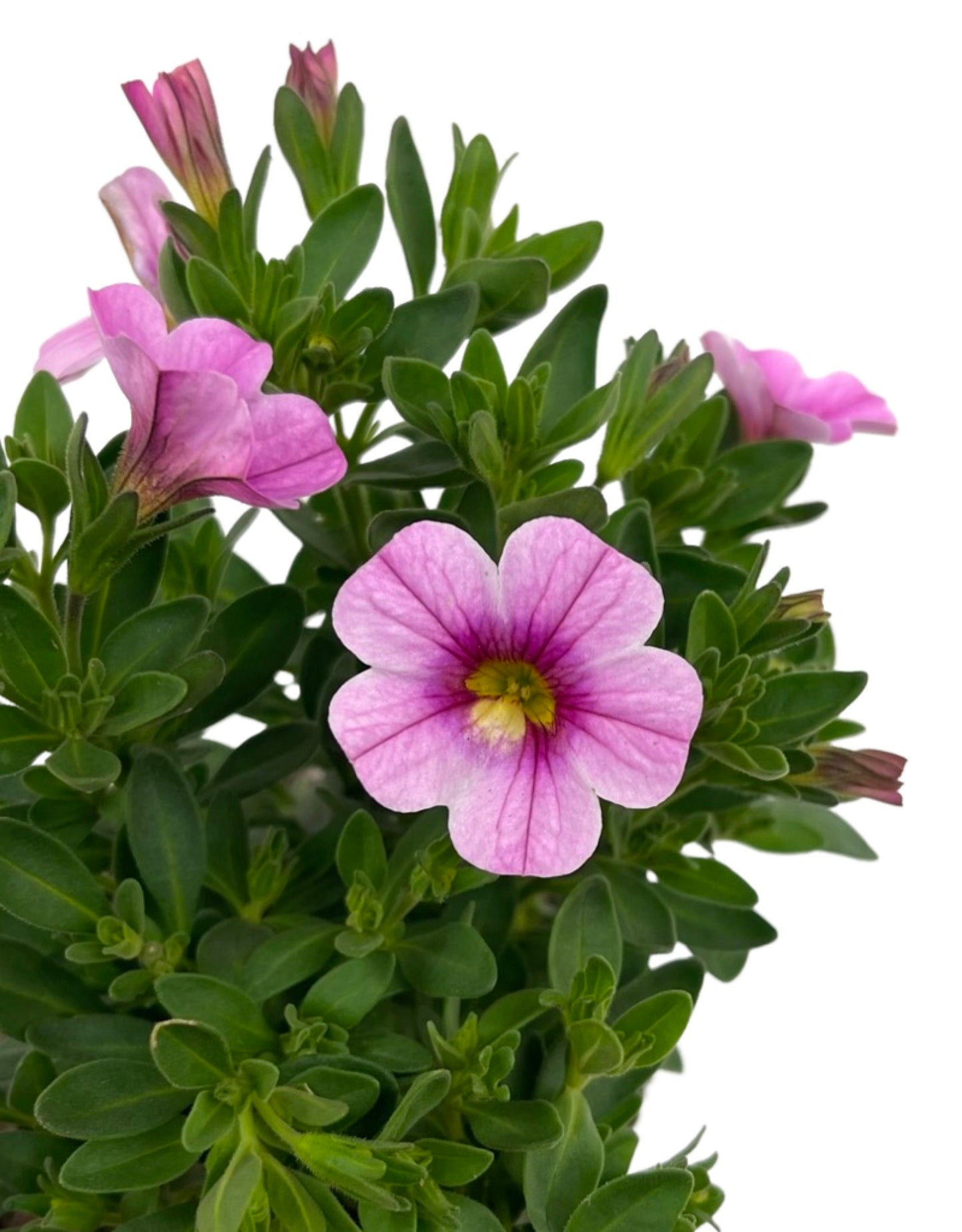 Calibrachoa 'Conga Pink  4 Inch