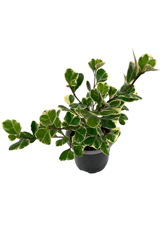 Ficus triangularis 'Variegated' Quart