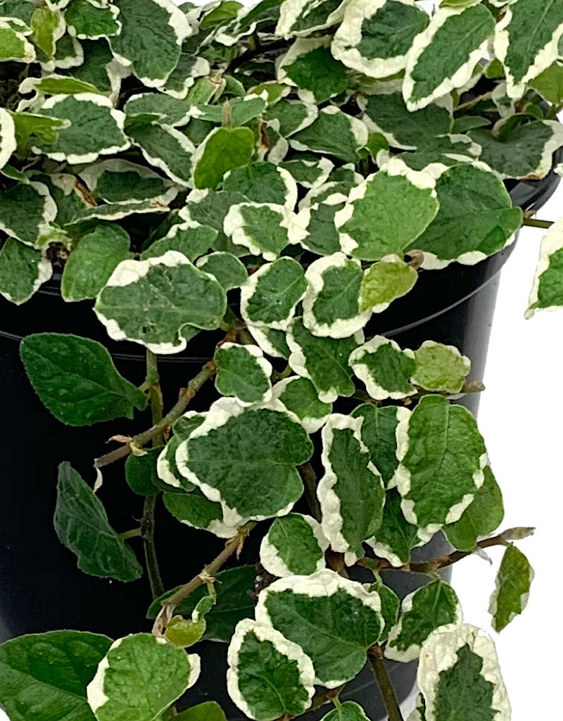 Ficus pumila 'Variegata' Quart