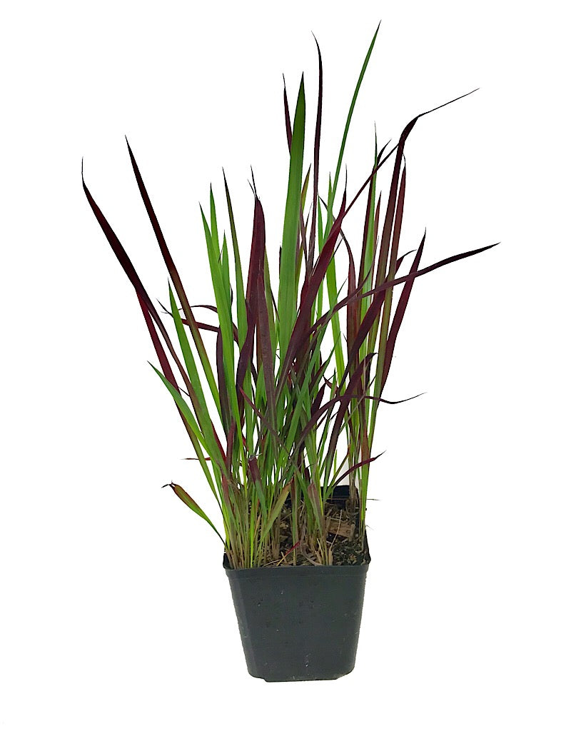 Imperata cylindrica 'Red Baron' 1 Gallon