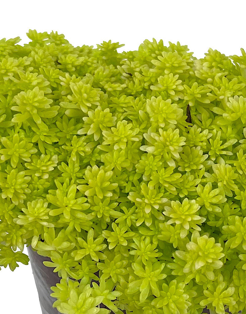 Sedum hispanicum 'Aureum' Quart