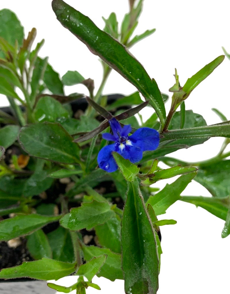 Lobelia 'Techno Dark Blue'