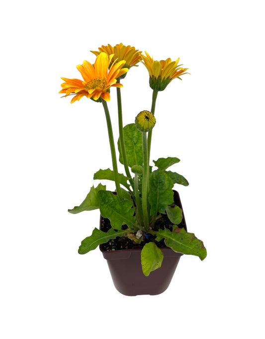 Gerbera garvinea 'Sweet Caroline' Quart