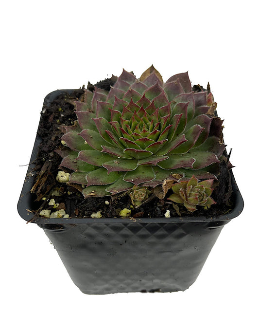 Sempervivum 'Kalinda' 4 Inch