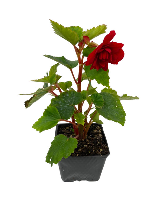 Begonia 'Illumination Scarlet' 4 Inch