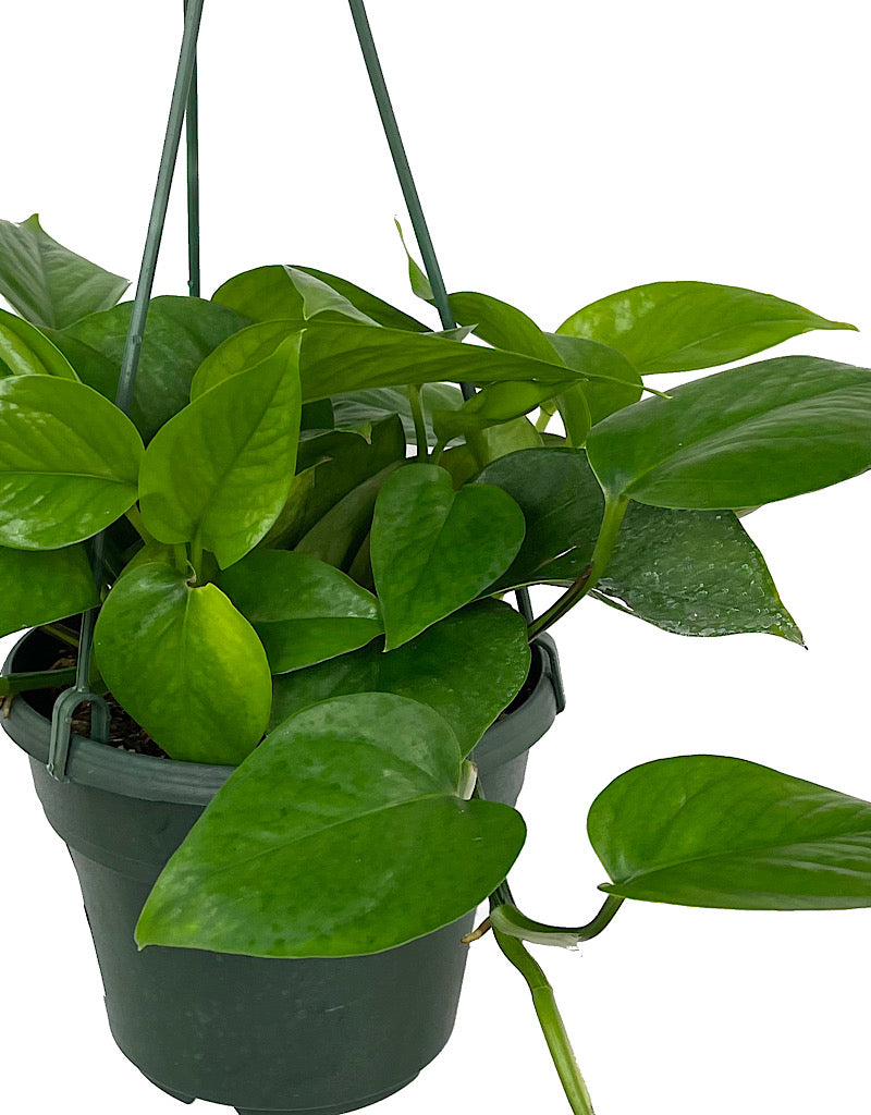 Pothos 'Jade' Hanging Basket 6 Inch