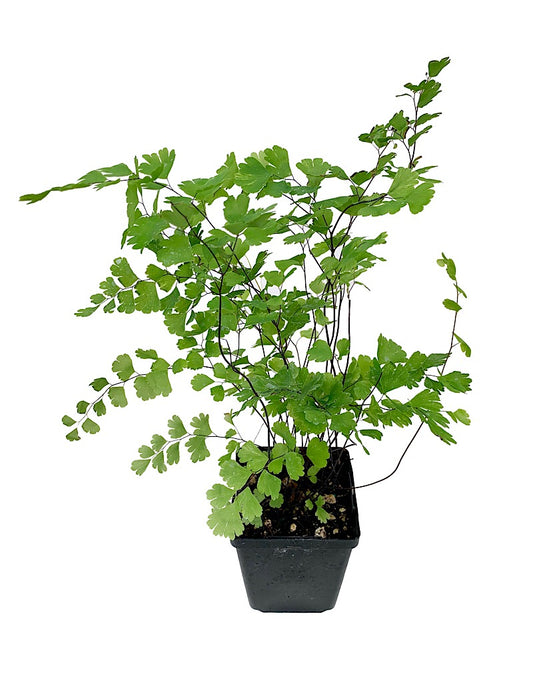 Adiantum capillus-veneris  4 inch