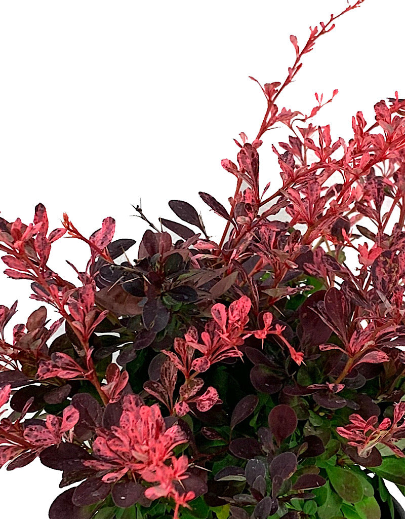 Berberis thunbergii 'Rose Glow' 1 Gallon