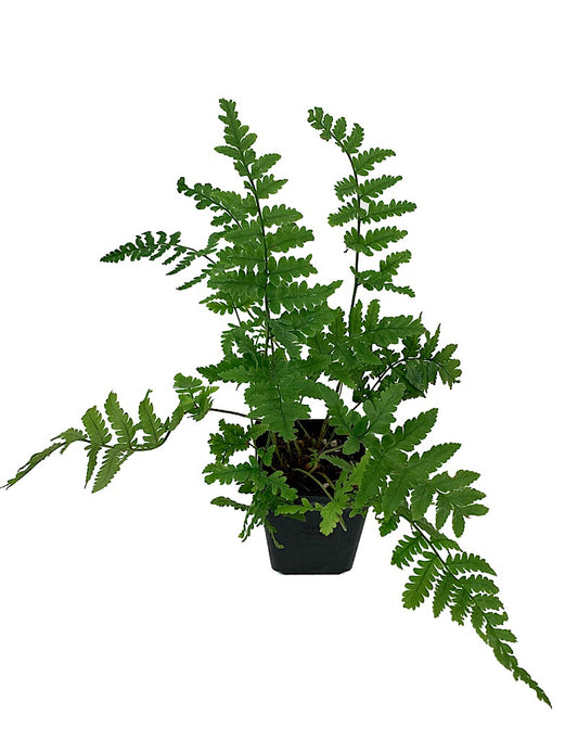 Dryopteris c. ssp. 'Montana'  4 inch