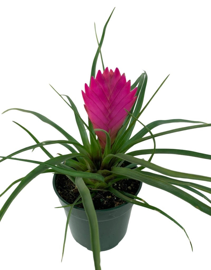 Tillandsia cyanea 'Pink Quill' Quart