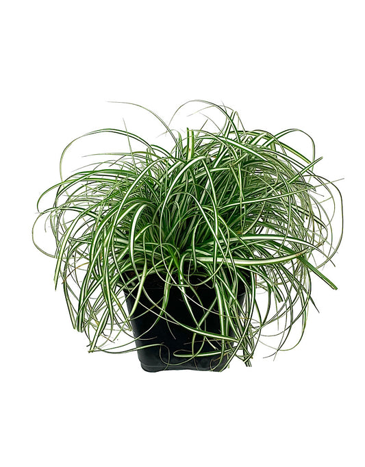 Carex oshimensis 'EverColor Everlite' 4 inch