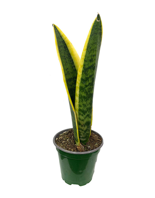 Sansevieria trifasciata 'Laurentii' 4 Inch