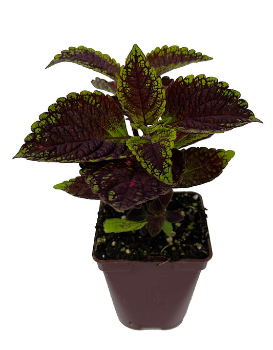 Coleus 'Solar Sunrise' 4 Inch