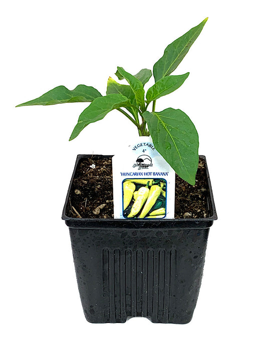 Pepper 'Hungarian Hot Banana' 4 Inch