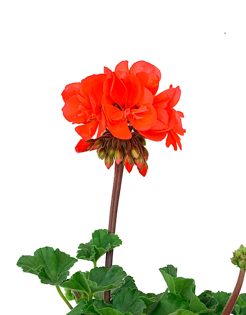 Geranium Zonal 'Presto Dark Salmon'  5 Inch