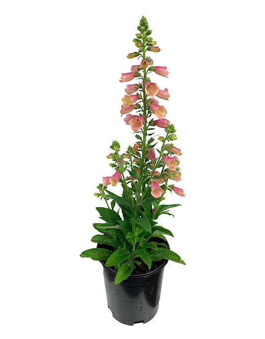 Digitalis 'Arctic Fox Rose' 1 Gallon